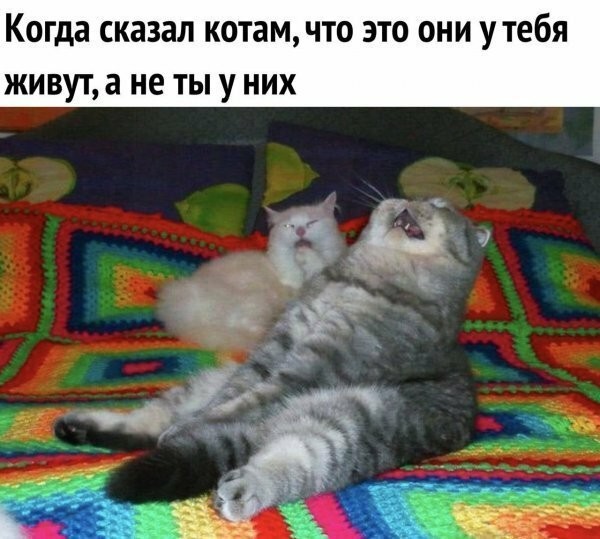 картинка 0af9cd8af1 21238556