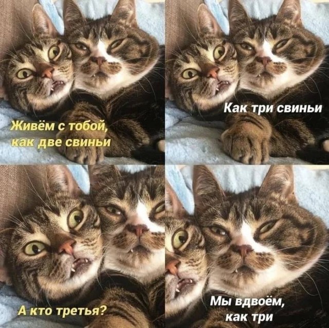 картинка 1b00837533 ostorozhno chernyj jumor 18