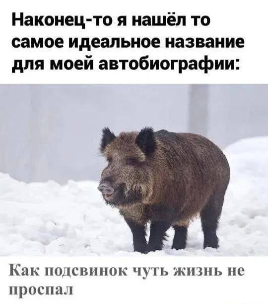 картинка 1c295287f4 21267470