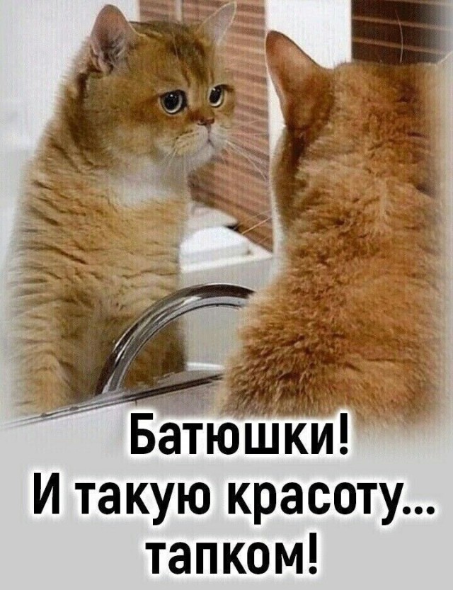 картинка 1ed8714203 21194452