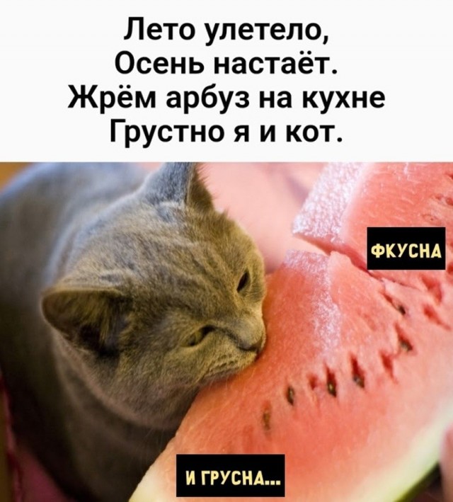 картинка 31a73acfa4 21236753