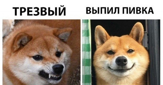 картинка 40f1c52d93 21255373