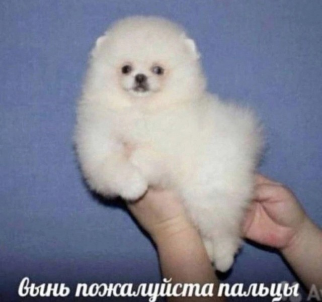 картинка 461e360b81 21228810