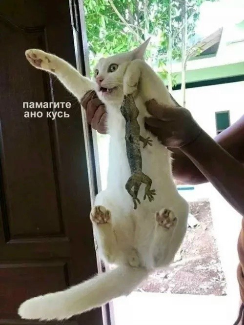 картинка 4a83f0c150 21224613