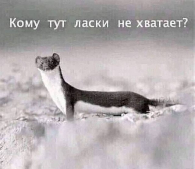 картинка 4b40019e15 21243516