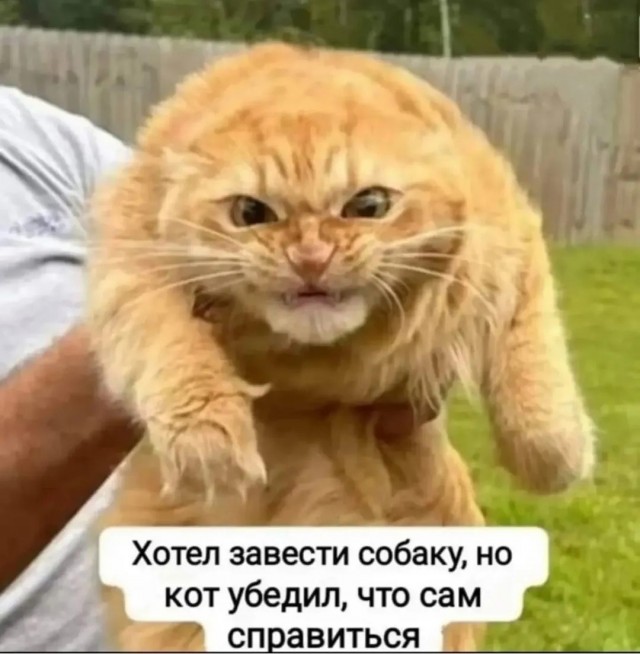 картинка 531fe75397 21224575