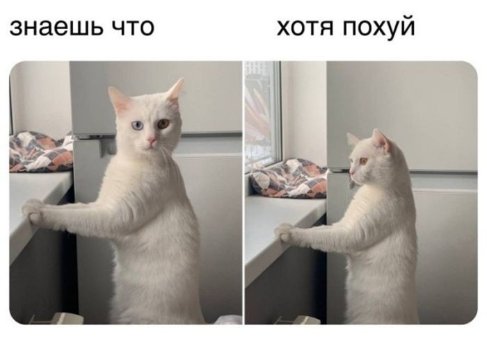 картинка 587655d167 srochno nuzhno podnjat nastroenie my uzhe vse podgotovili 25
