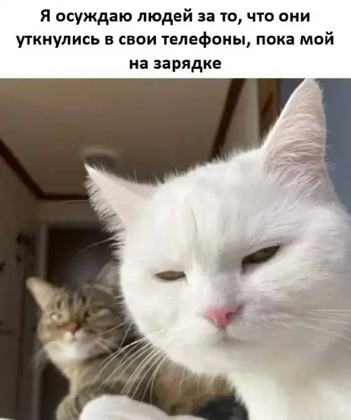 картинка 68af011e50 21254466