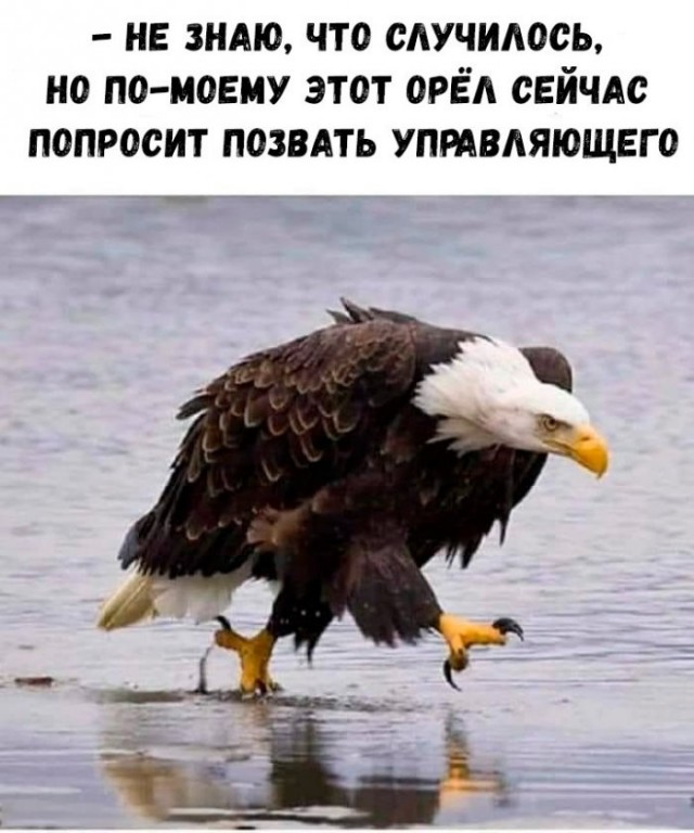 картинка 6de4bf5e2d 21228499