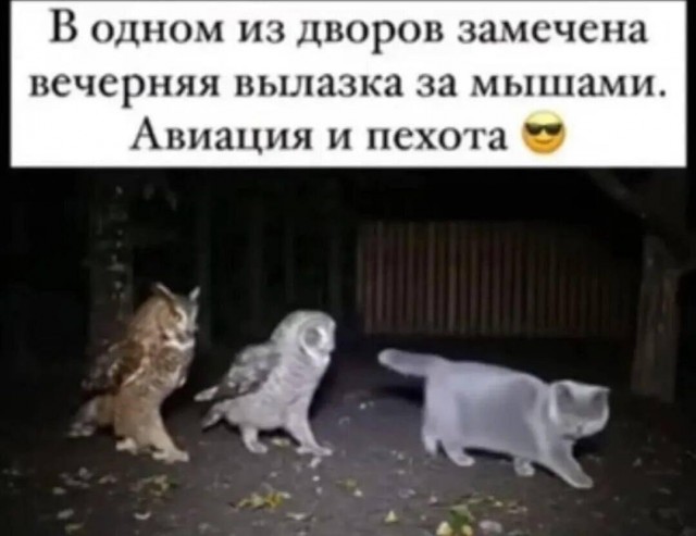 картинка 71e267dced 21238114