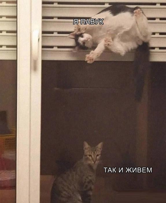 картинка 95dbd4829f 21238150