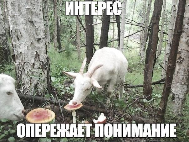 картинка ac0b91e1ce 21194091