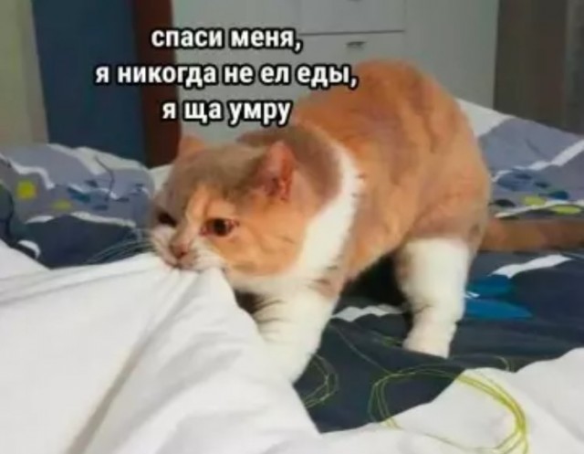 картинка b32a0075ad 21195049