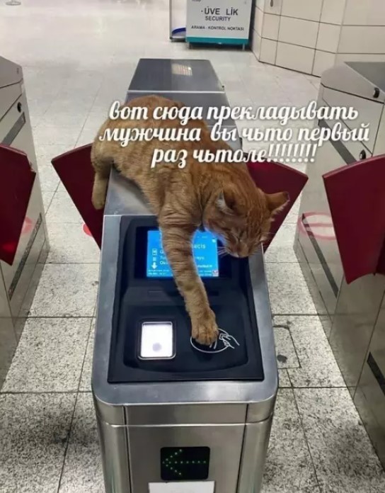картинка bed47261fc 21195033