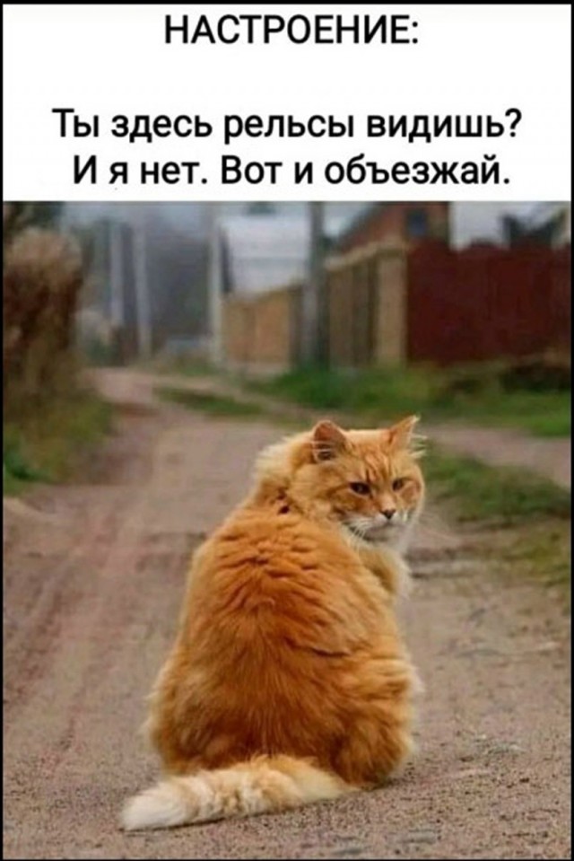 картинка c35078209a 21236762
