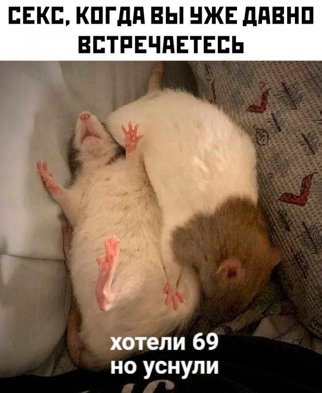 картинка c54b1de045 21256445