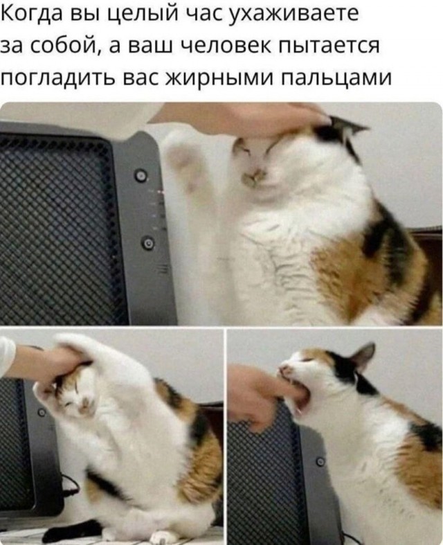 картинка d39f966c1a 21236776