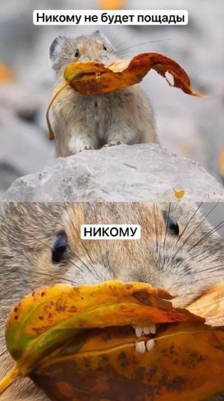 картинка e5878ed3d5 21196537