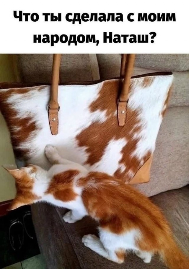 картинка e6ea18cd56 21195855