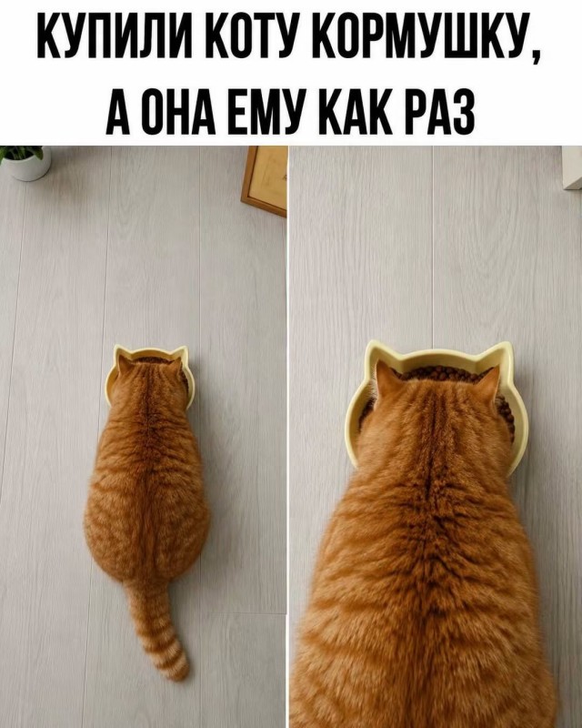 картинка ed8811b75f 21228908