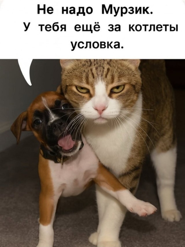 картинка fba023084f 21236770