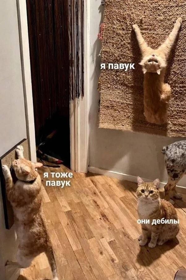картинка ff867ecbce pjatnichnaja razrjadka memy i foto kotorye pojmet kazhdyj 3