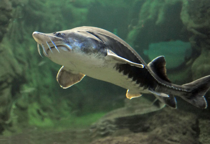 картинка 07ced35d46 ryba vesom v poltory tonny v volge jeto ne bajka  kuda ischezli rechnye giganty 5
