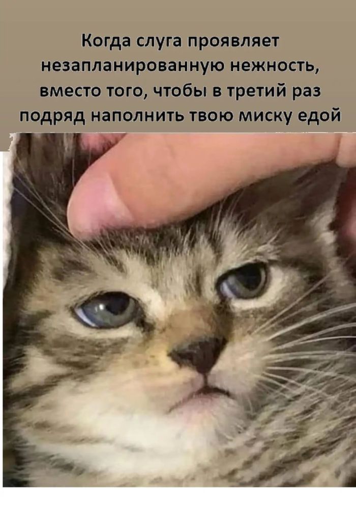 картинка 55d206257d kogda den seryj a nastroenie nuzhno srochno podnjat nasha podborka memov 23