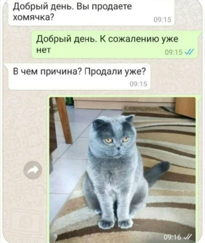 картинка a8fe04063f vasha porcija amoralnosti na segodnja gotova 4