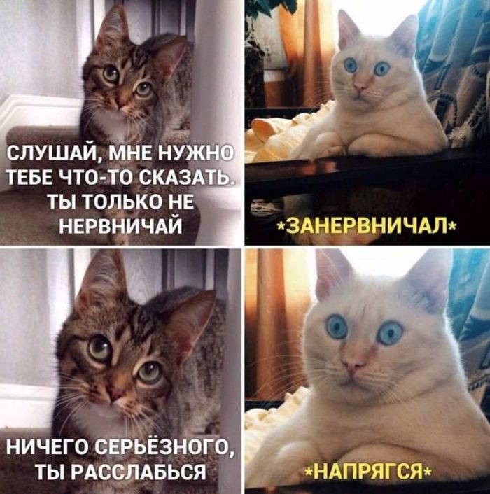 картинка b9be03284e smeh kak lekarstvo svezhaja podborka memov dlja podnjatija nastroenija 15