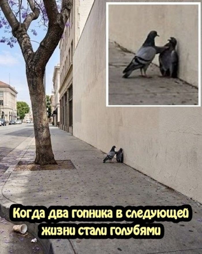 картинка bad01d7463 jumor bez tormozov podborka za kotoruju v prilichnom obschestve vyzyvajut jekzorcista 20