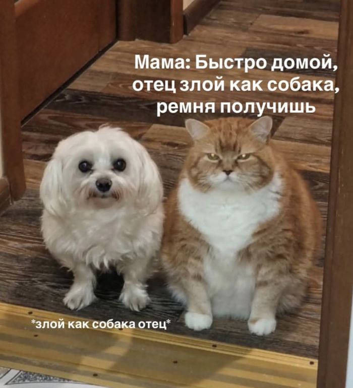 картинка c056a627fe memy kotorye razgonjajut tuchi dazhe v samyj seryj den 11