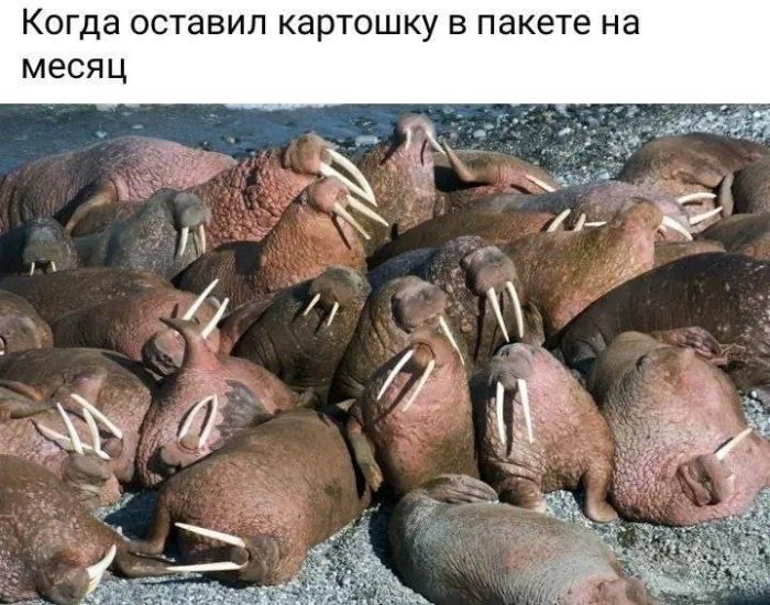 картинка c2a235d7d3 ulybnis pjatnica prishla memy i shutki dlja perezagruzki 7