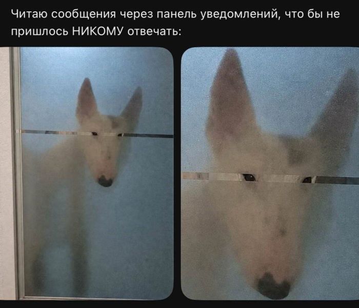 картинка d07d72384d smeh kak lekarstvo svezhaja podborka memov dlja podnjatija nastroenija 7