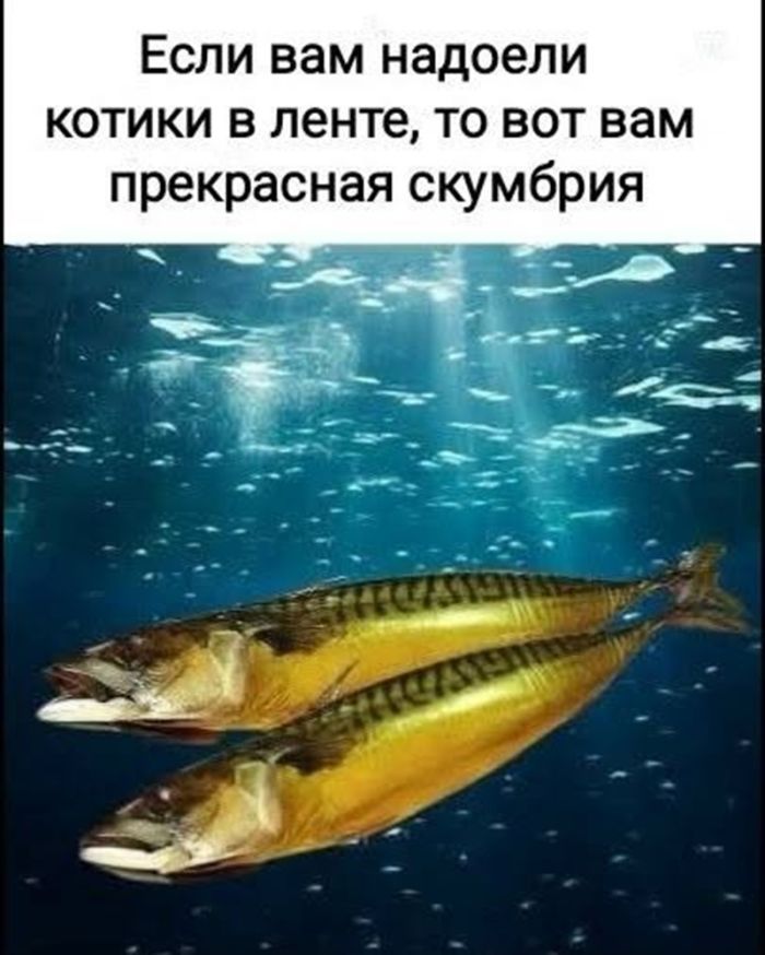 картинка dfdd511a1d zabud pro prilichija podborka jumora na grani chtoby porzhat ot dushi 36