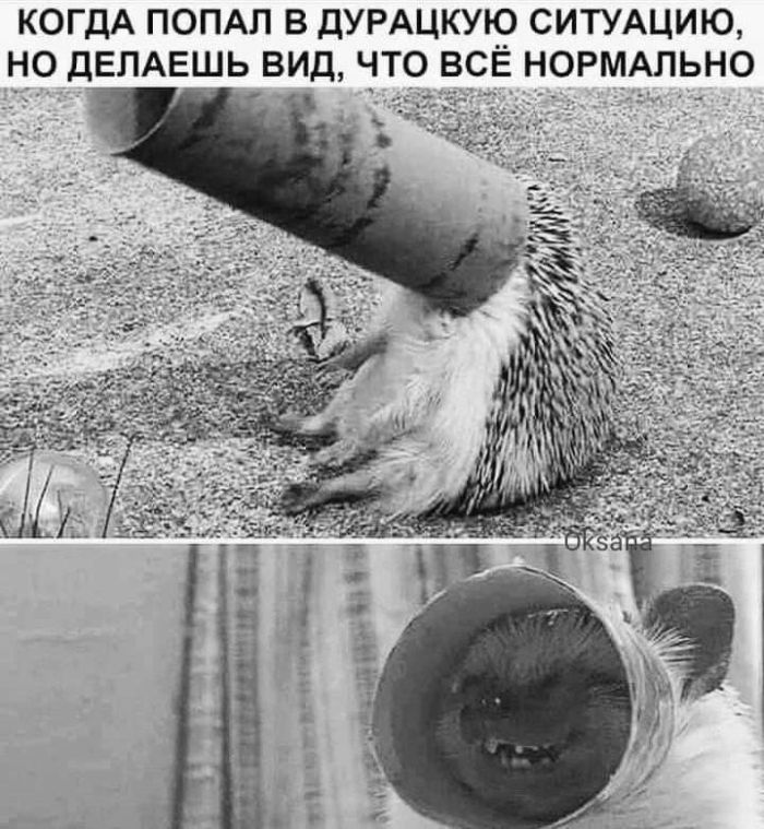 картинка e3a3b97bc1 pjatnichnaja razrjadka memy i foto kotorye pojmet kazhdyj 5