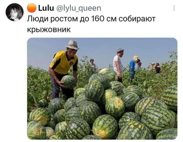 картинка ff790f7595 ostorozhno mozhno obzhechsja samye dikie kommentarii iz seti 17