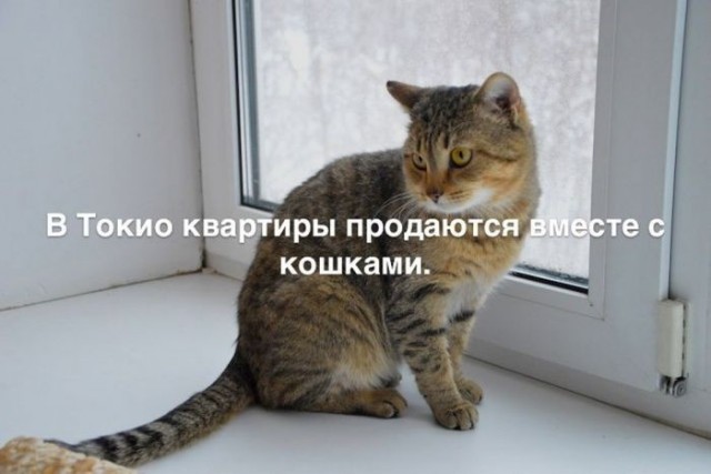 картинка 081af960f1 21288131
