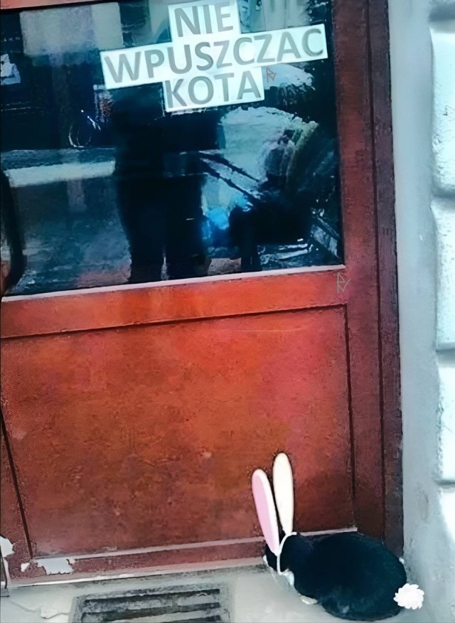 картинка 0e7ff74e0c 21275622