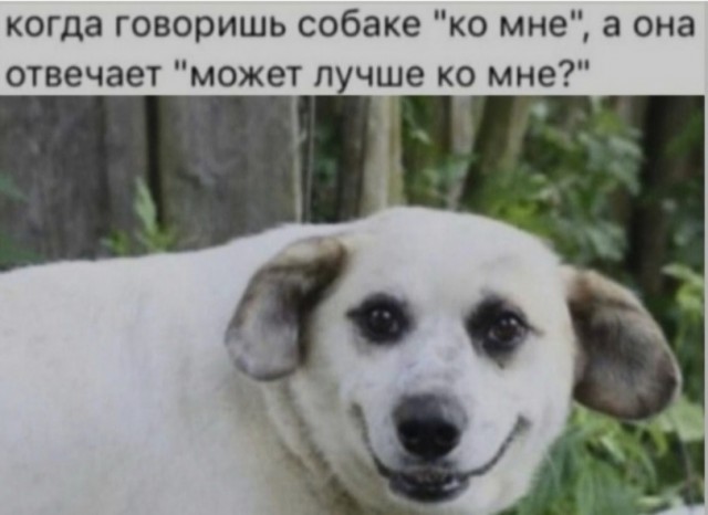 картинка 10e35df3cb 21305640