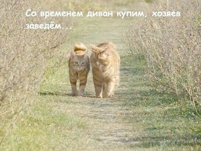 картинка 19c35772dc 21289811