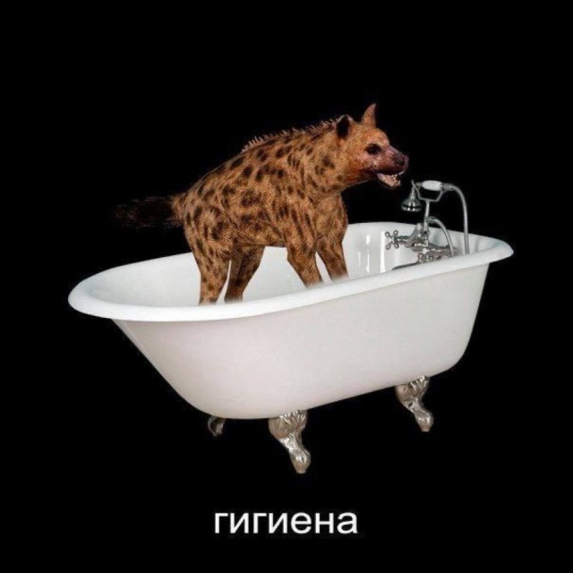 картинка 236701e139 21328316