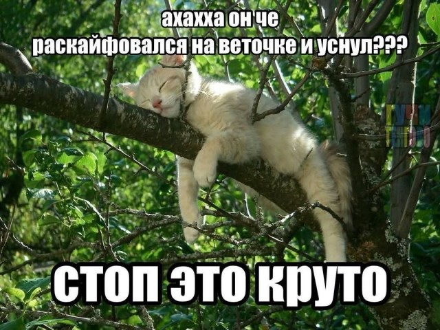 картинка 317b2c84cf 21297406