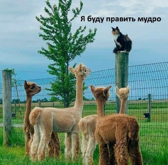 картинка 44a8d44b95 21260007