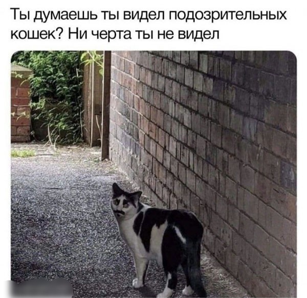 картинка 4d6676b8c6 21276410