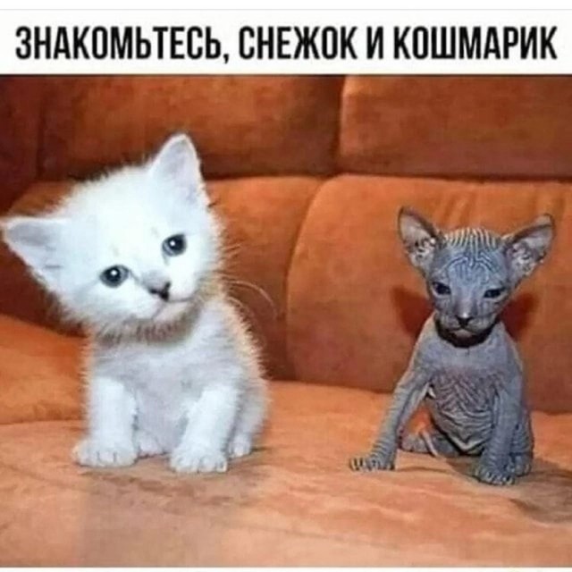 картинка 61647eb3f2 21302658
