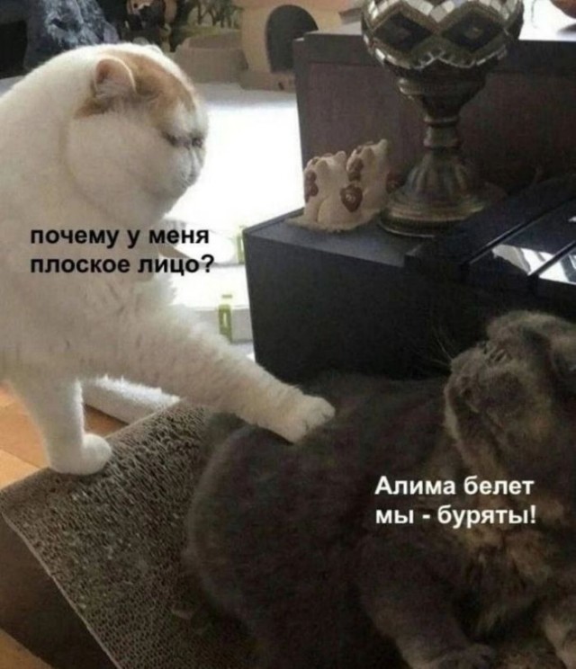 картинка 6b59885117 21290046