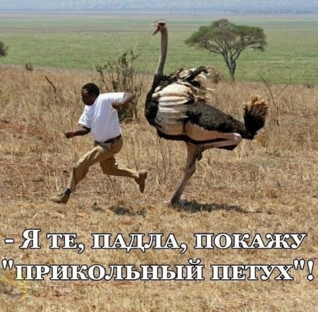 картинка 6d0662271e 21290039