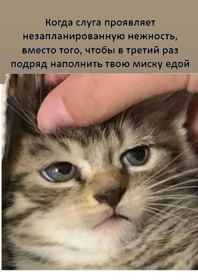 картинка 6fd9d09fa7 21290002