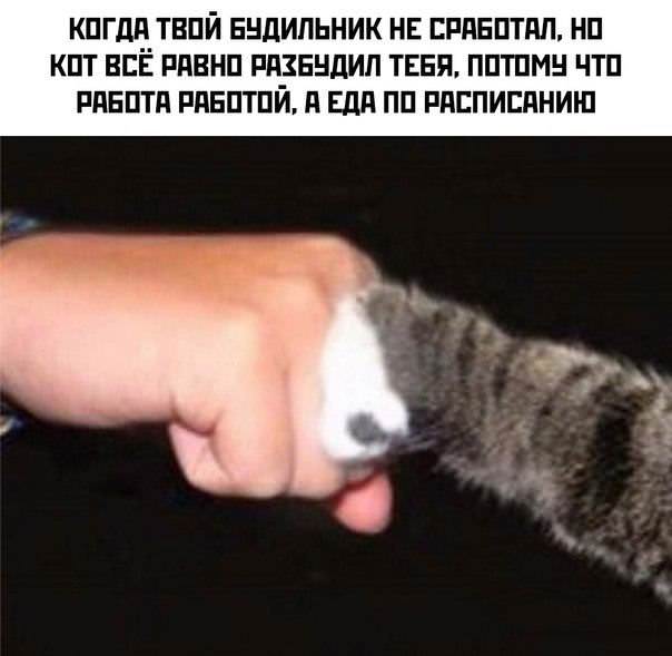 Мемы, которые спасают день станет, хочется, любимые, веселее, маленькая, пятница, совсем, близкоЛистайте, подборку, выбирайте, самые, удачные, кадры, сохраняйте, пересылайте, обязательно, чуточку, самому, другу, понятно